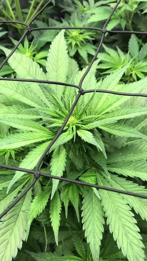 First Grow 🙌🏼🍀🤞🏽🙏🏽