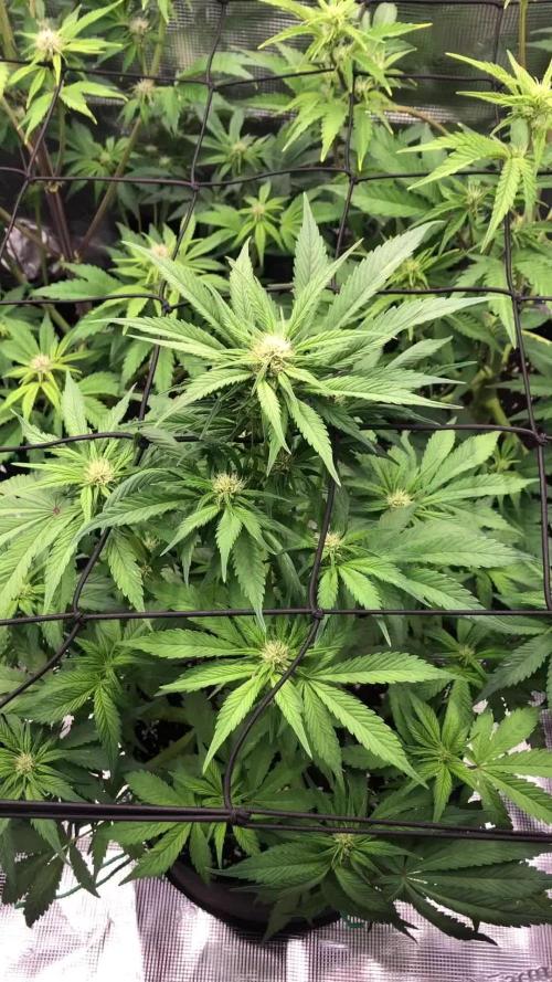 First Grow 🙌🏼🍀🤞🏽🙏🏽