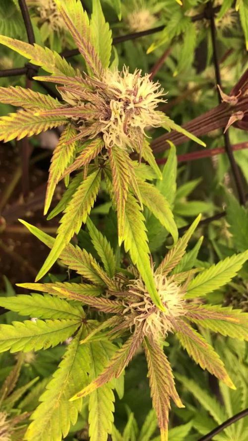 First Grow 🙌🏼🍀🤞🏽🙏🏽