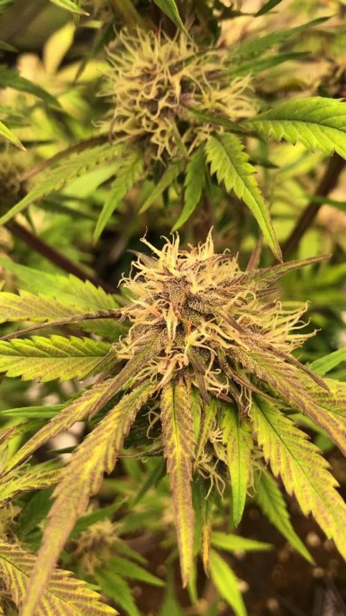 First Grow 🙌🏼🍀🤞🏽🙏🏽