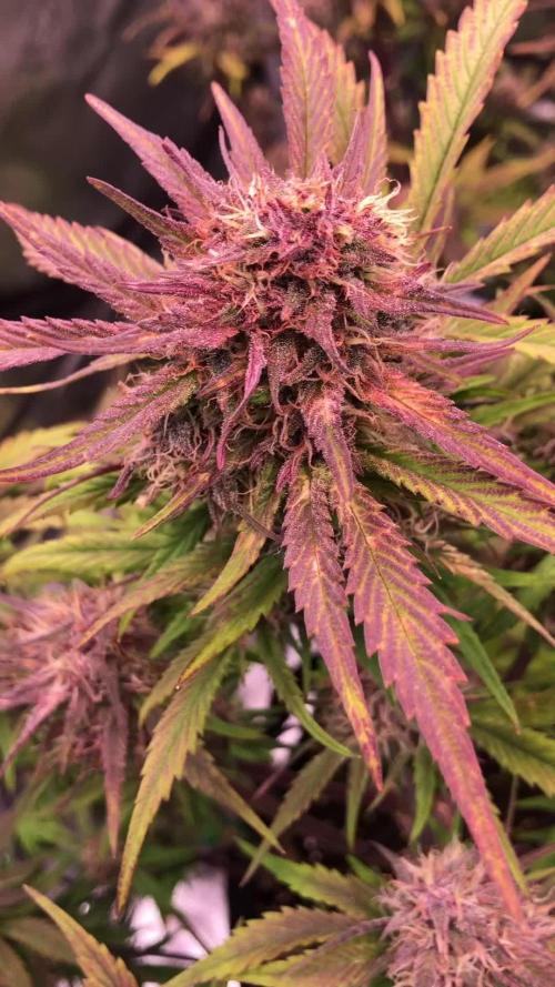 First Grow 🙌🏼🍀🤞🏽🙏🏽