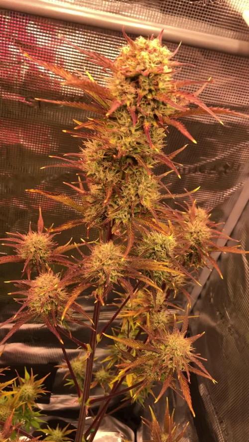 First Grow 🙌🏼🍀🤞🏽🙏🏽