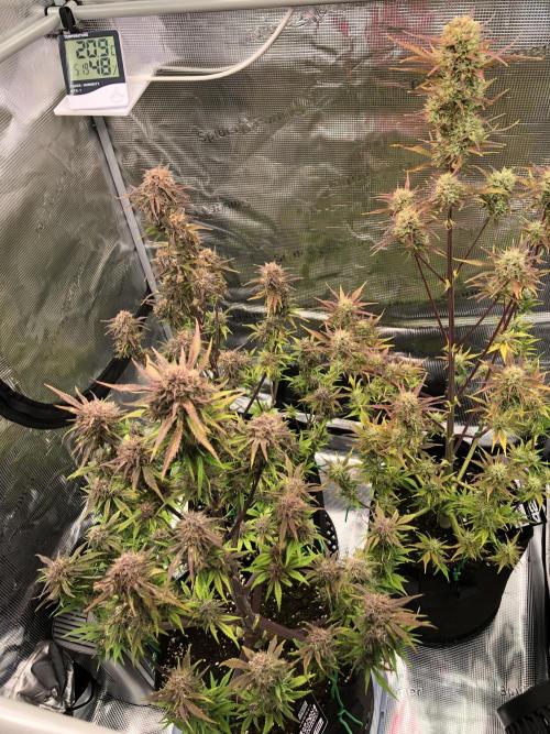 First Grow 🙌🏼🍀🤞🏽🙏🏽. Week 9 - Tropicana link‘s hinten - Guava recht‘s hinten - Front Banana Purple Punch 