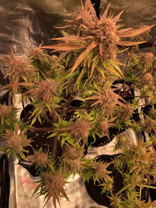 First Grow 🙌🏼🍀🤞🏽🙏🏽. Week 9 - Banana