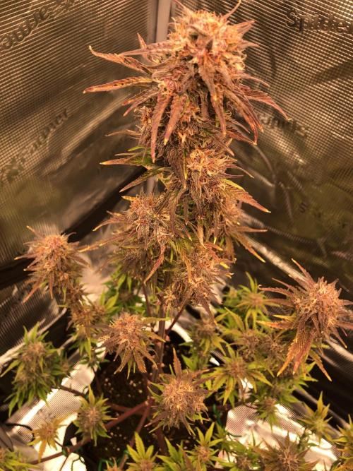 First Grow 🙌🏼🍀🤞🏽🙏🏽. Week 9 - Tropicana 