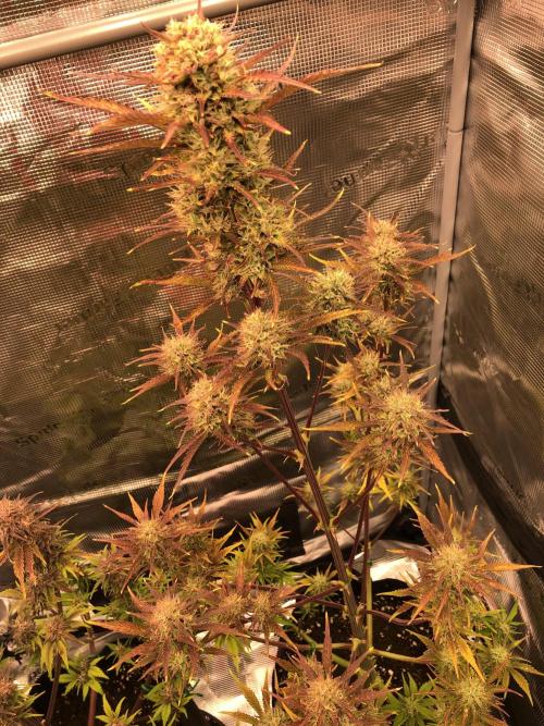 First Grow 🙌🏼🍀🤞🏽🙏🏽. Week 9 - Guava