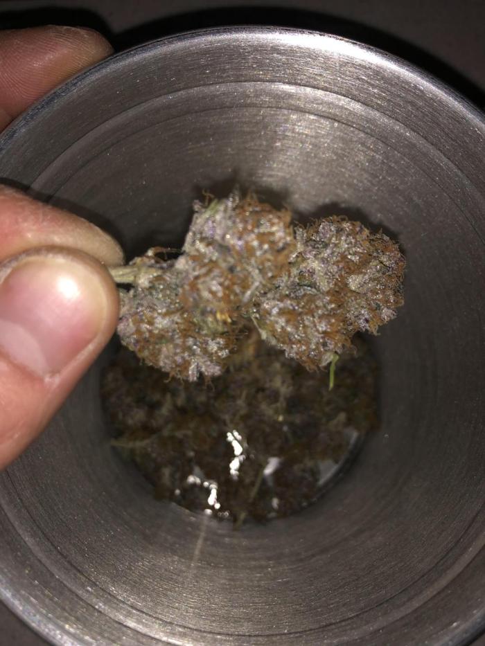 First Grow 🙌🏼🍀🤞🏽🙏🏽. Week 10 - Tropicana Cookies 