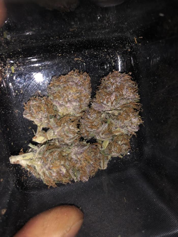 First Grow 🙌🏼🍀🤞🏽🙏🏽. Week 10 - Banana Purple Punch 