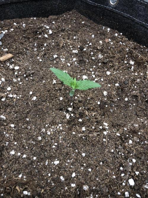 Red Gorilla Girl XL Auto. Week 1