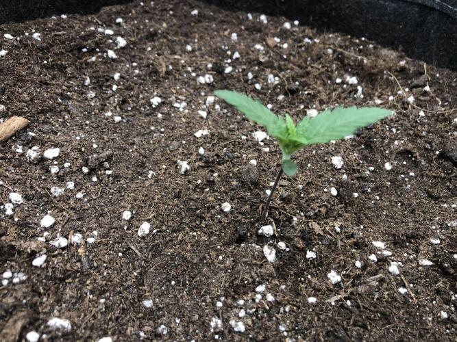 Red Gorilla Girl XL Auto. Week 1