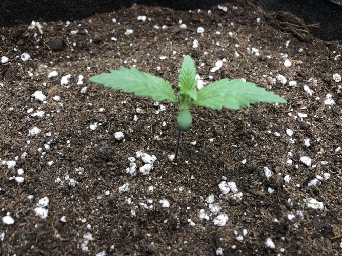 Strawberry Gorilla Auto. Week 1