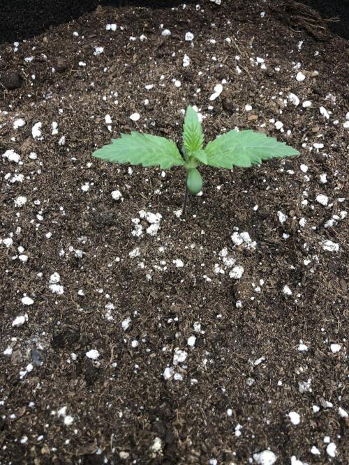 Strawberry Gorilla Auto. Week 1