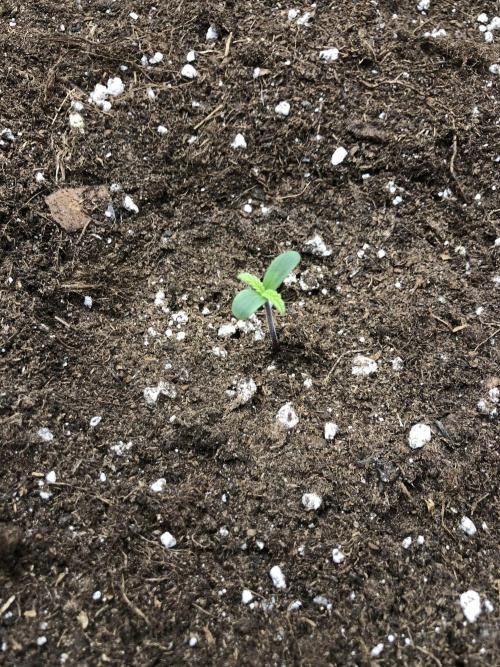 Cheese Auto 🧀. Week 1