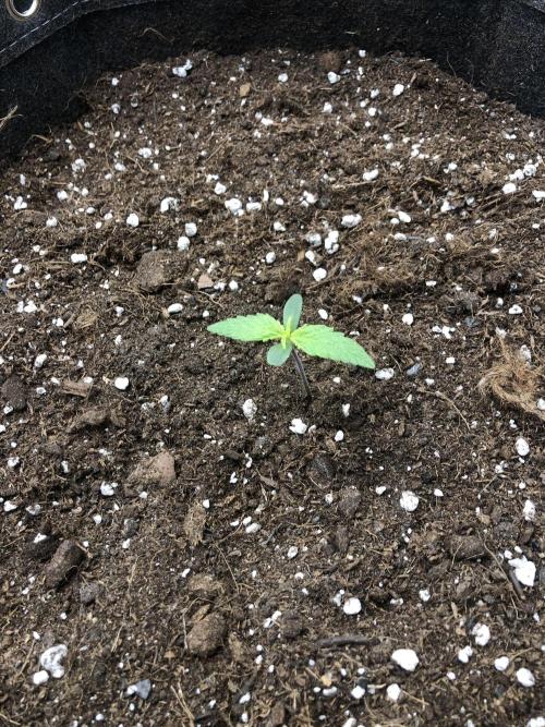 Cheese Auto 🧀. Week 1