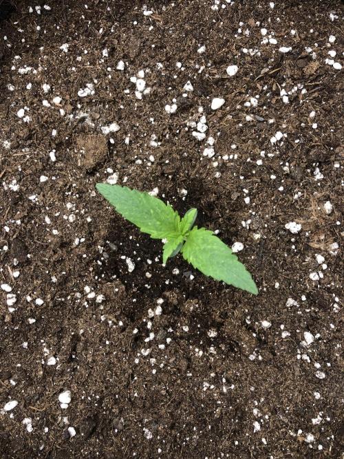 Cheese Auto 🧀. Week 1