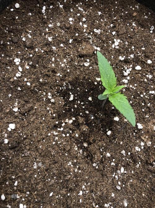 Cheese Auto 🧀. Week 1