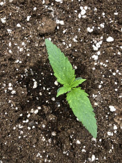 Cheese Auto 🧀. Week 1