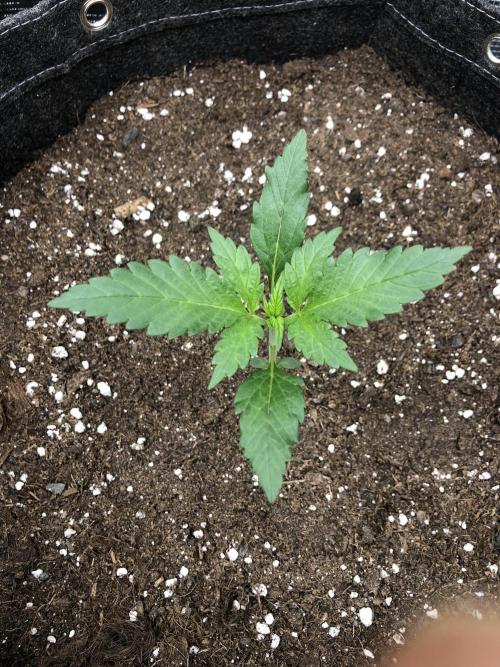 Red Gorilla Girl XL Auto. Week 2