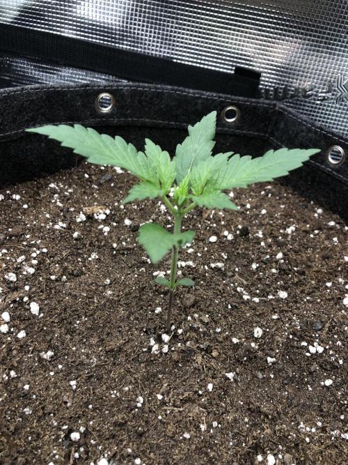 Red Gorilla Girl XL Auto. Week 2