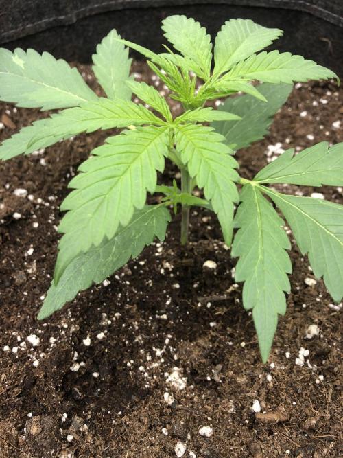 Cheese Auto 🧀. Week 2