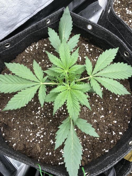 Strawberry Gorilla Auto. Week 3