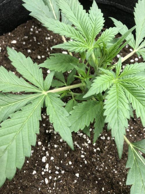 Strawberry Gorilla Auto. Week 3