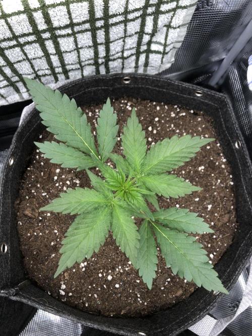 Red Gorilla Girl XL Auto. Week 3