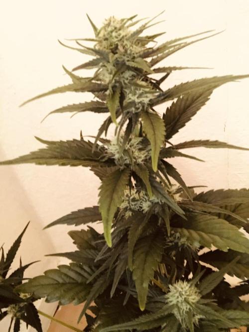 Red Gorilla Girl XL Auto. Week 6