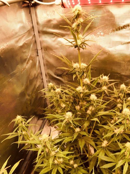 Cheese Auto 🧀. Week 6