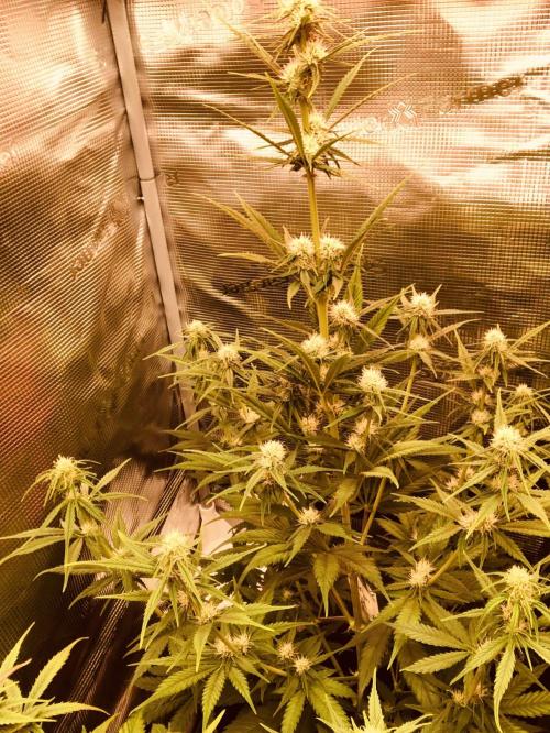 Cheese Auto 🧀. Week 6