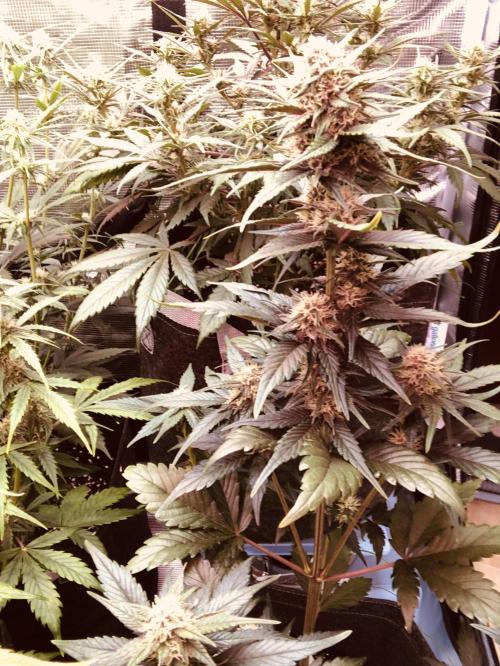 Red Gorilla Girl XL Auto. Week 6