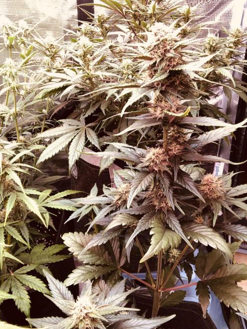 Red Gorilla Girl XL Auto. Week 6