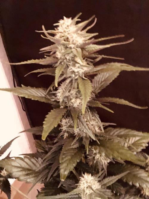 Red Gorilla Girl XL Auto. Week 6
