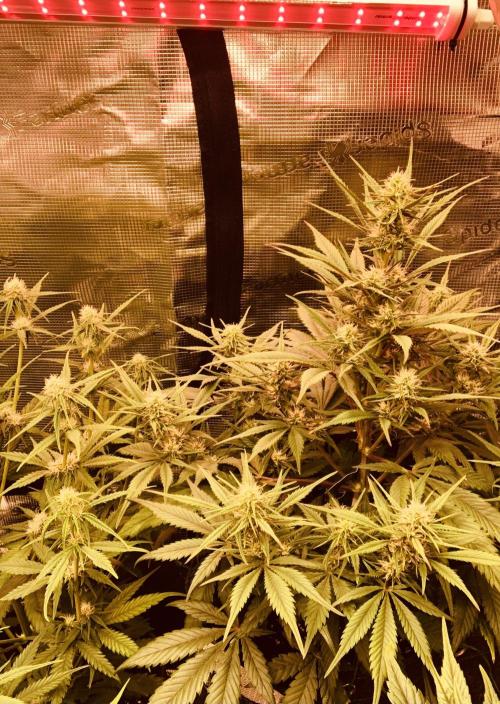 Strawberry Gorilla Auto. Week 6