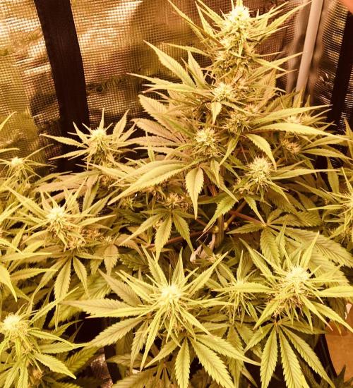 Strawberry Gorilla Auto. Week 6