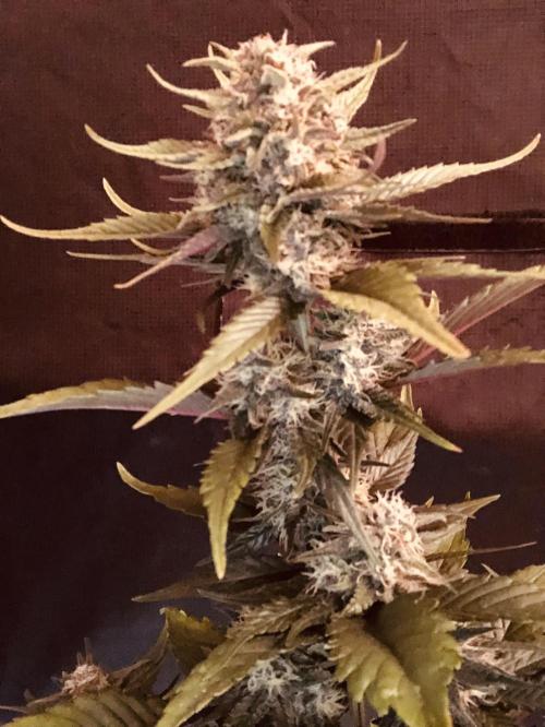 Red Gorilla Girl XL Auto. Week 7