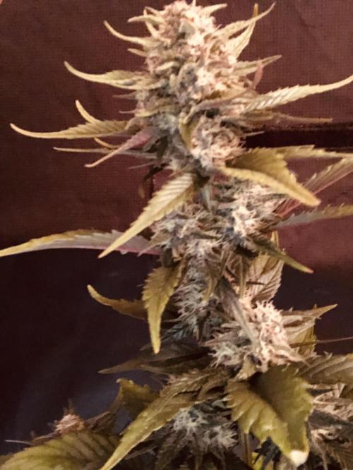 Red Gorilla Girl XL Auto. Week 7