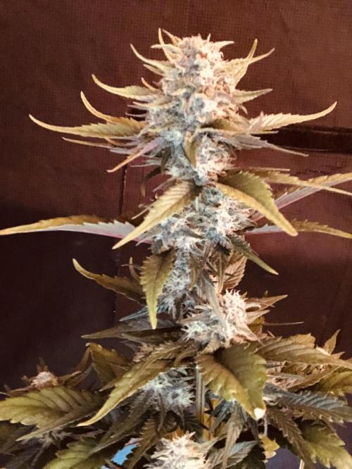 Red Gorilla Girl XL Auto. Week 7