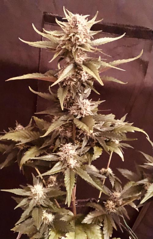 Red Gorilla Girl XL Auto. Week 7