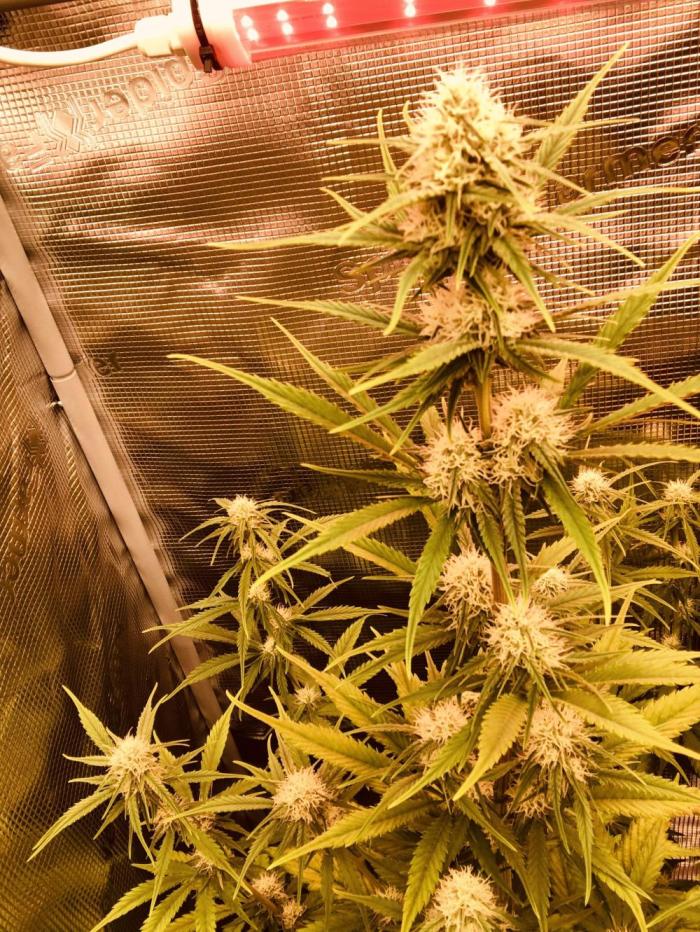 Cheese Auto 🧀. Week 7