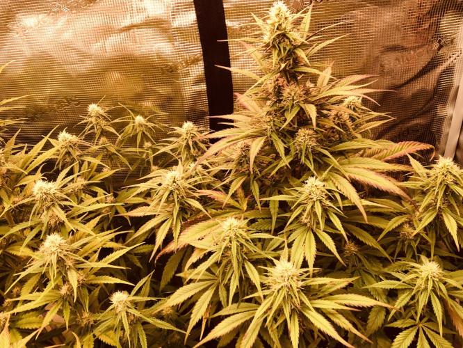 Strawberry Gorilla Auto. Week 7