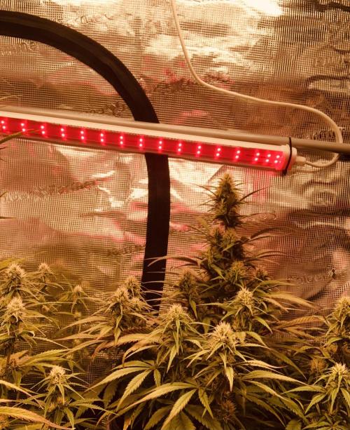 Strawberry Gorilla Auto. Week 7