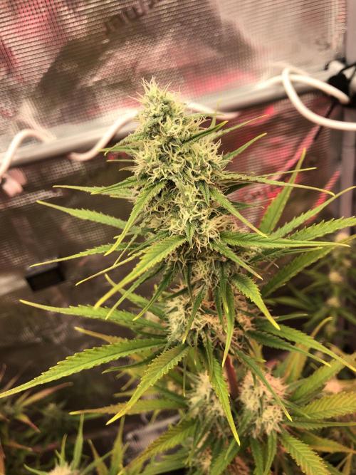 Cheese Auto 🧀. Week 8