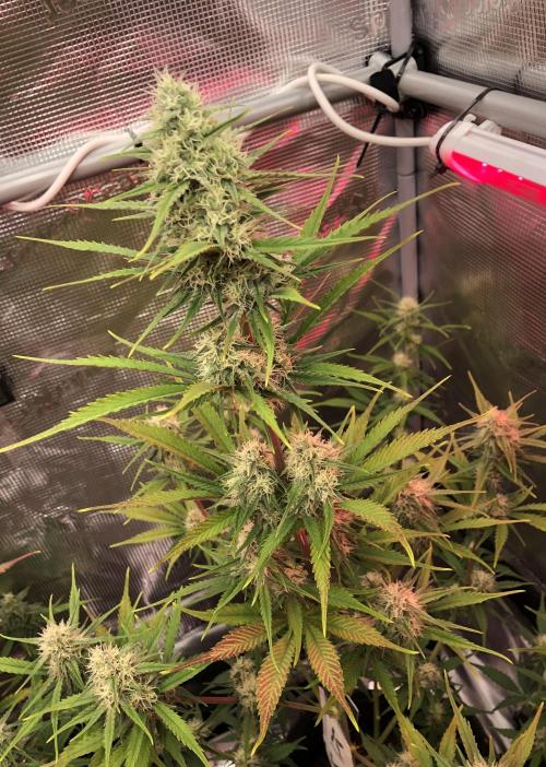 Cheese Auto 🧀. Week 8