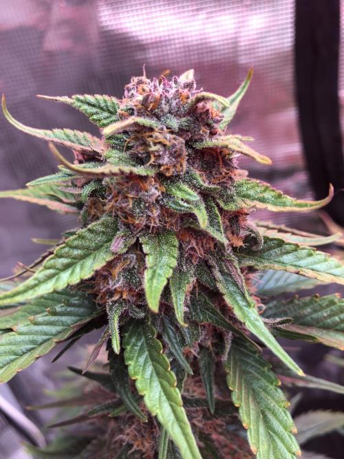 Red Gorilla Girl XL Auto. Week 8