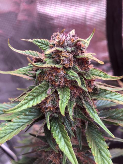 Red Gorilla Girl XL Auto. Week 8