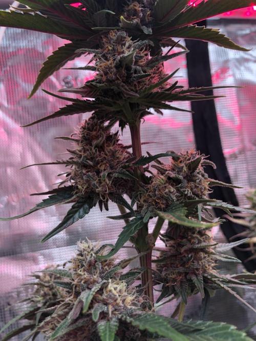 Red Gorilla Girl XL Auto. Week 8