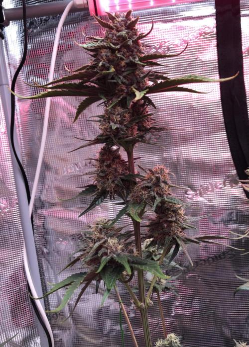 Red Gorilla Girl XL Auto. Week 8