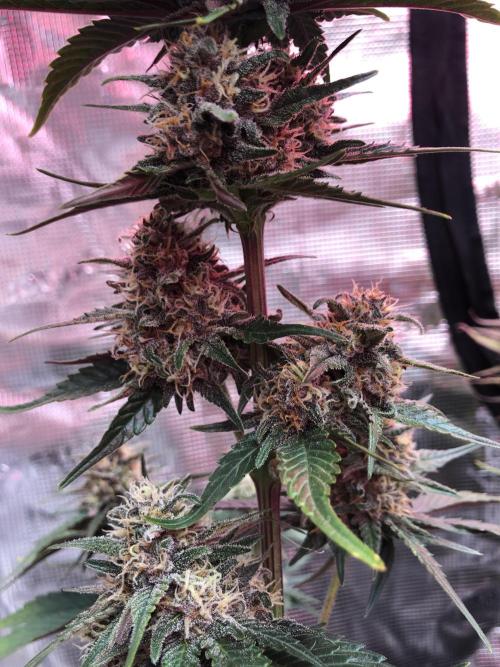 Red Gorilla Girl XL Auto. Week 8