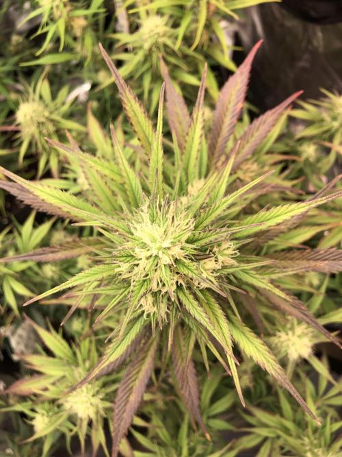 Strawberry Gorilla Auto. Week 8